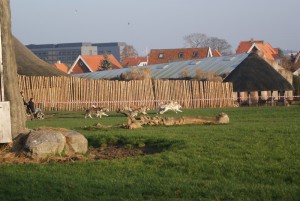 Aalborg Zoo 2011 (36)
